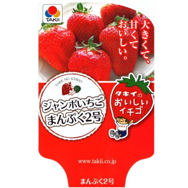 いちご２つさまご確認用！ イチゴ化粧箱 レッドセット（FA付） 100セット/箱 : 葡萄館